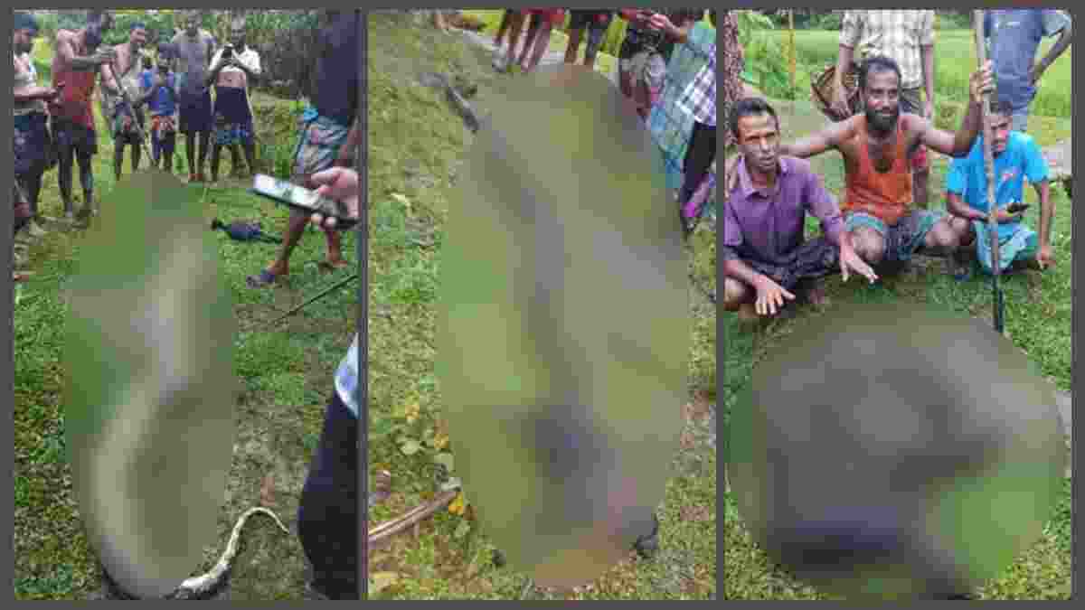 ছয়টি ছাগল গিলে খাওয়ার পর অজগরকে পিটিয়ে হত্যা করল গ্রামবাসী