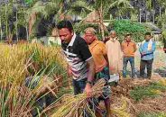 গণসংযোগকালে কৃষকের ধান কেটে দিলেন বিএনপি প্রার্থী রওনক