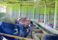 এতিমখানার খামারে আবারও ডাকাতি, অস্ত্র ঠেকিয়ে ১২ গরু লুট