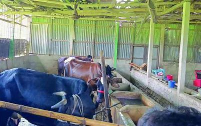 এতিমখানার খামারে আবারও ডাকাতি, অস্ত্র ঠেকিয়ে ১২ গরু লুট