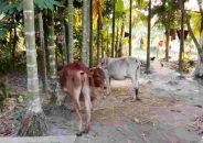 পাওনা টাকা আদায়ে কৃষকের গরু ছিনিয়ে নিলেন জামায়াত নেতা!