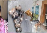 ৮ কুকুরছানাকে হত্যা, ইউএনও কার্যালয়ের সামনে দাঁড়িয়ে মা কুকুর