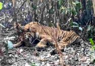 সুন্দরবনে উদ্ধার বাঘের খুলনায় চিকিৎসা শুরু