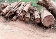 সরকারি রাস্তার গাছ কাটার অভিযোগ জামায়াত নেতার বিরুদ্ধে