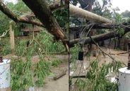 যশোরে হঠাৎ ঝড়ে লন্ডভন্ড বিভিন্ন গ্রাম, কৃষক নিহত