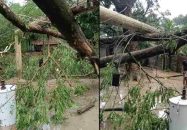 যশোরে হঠাৎ ঝড়ে লন্ডভন্ড বিভিন্ন গ্রাম, কৃষক নিহত