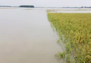 ধান পানিতে তলিয়ে গেছে দেখে জমিতেই কৃষকের মৃত্যু