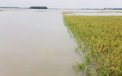 ধান পানিতে তলিয়ে গেছে দেখে জমিতেই কৃষকের মৃত্যু