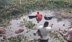 গোপালগঞ্জে গরুবাহী ট্রাক খালে, ৪ গরুর মৃত্যু