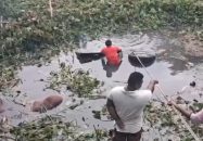 গোপালগঞ্জে গরুবাহী ট্রাক খালে, ৪ গরুর মৃত্যু