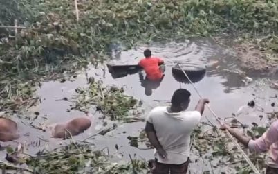 গোপালগঞ্জে গরুবাহী ট্রাক খালে, ৪ গরুর মৃত্যু