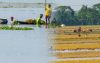 নেত্রকোনায় পাহাড়ি ঢলে ৩১৩ কোটি টাকার ফসলের ক্ষতি: জেলা প্রশাসনের তথ্য