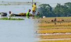 নেত্রকোনায় পাহাড়ি ঢলে ৩১৩ কোটি টাকার ফসলের ক্ষতি: জেলা প্রশাসনের তথ্য