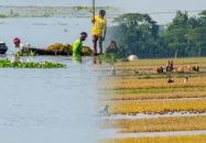 নেত্রকোনায় পাহাড়ি ঢলে ৩১৩ কোটি টাকার ফসলের ক্ষতি: জেলা প্রশাসনের তথ্য