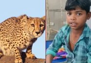 ভারতে খালি হাতেই চিতাবাঘকে হারাল ১৩ বছরের কিশোর!