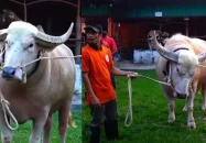 মানুষ দেখলেই গুঁতো দেয়— দুষ্টু মহিষের নাম রাখা হলো নেতানিয়াহু