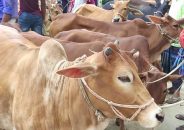 পশ্চিমবঙ্গে এবার গরু কোরবানি না করার আহ্বান কলকাতার ইমামের