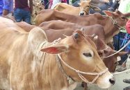 পশ্চিমবঙ্গে এবার গরু কোরবানি না করার আহ্বান কলকাতার ইমামের