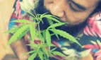 দেশে মোট গাঁজাখোর ৬১ লাখ