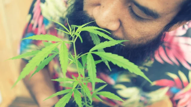 দেশে মোট গাঁজাখোর ৬১ লাখ