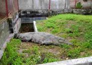 খুলনায় এসে ১৮ দিন ধরে ‘খাবার খাচ্ছে না’ মাজারের সেই কুমির