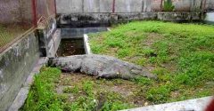 খুলনায় এসে ১৮ দিন ধরে ‘খাবার খাচ্ছে না’ মাজারের সেই কুমির