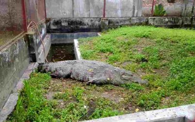 খুলনায় এসে ১৮ দিন ধরে ‘খাবার খাচ্ছে না’ মাজারের সেই কুমির