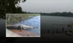 কুমির সরিয়ে নেওয়ায় ক্ষোভ খাদেমের, মাজারের দিঘিতে ফিরিয়ে দেওয়ার দাবি