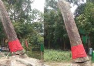 উপড়ে পড়ে আবার ‌‌‘উঠে দাঁড়ানো’ সেই গাছ কাটলো প্রশাসন