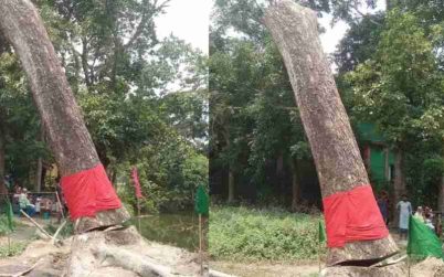উপড়ে পড়ে আবার ‌‌‘উঠে দাঁড়ানো’ সেই গাছ কাটলো প্রশাসন