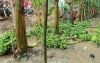 বগুড়ায় রাতের আঁধারে কৃষকের ফলভর্তি ৭০০ কলাগাছ কেটে দিল দুর্বৃত্তরা