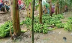 বগুড়ায় রাতের আঁধারে কৃষকের ফলভর্তি ৭০০ কলাগাছ কেটে দিল দুর্বৃত্তরা