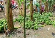 বগুড়ায় রাতের আঁধারে কৃষকের ফলভর্তি ৭০০ কলাগাছ কেটে দিল দুর্বৃত্তরা