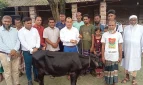 প্রতিমন্ত্রীর গাড়ির ধাক্কায় নিহত ফিরোজার পরিবারকে গাভী প্রদান