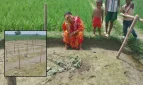 রাতের আঁধারে কেটে ফেলা হলো ঋণের টাকায় চাষ করা লাউ ক্ষেত