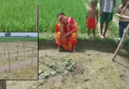 রাতের আঁধারে কেটে ফেলা হলো ঋণের টাকায় চাষ করা লাউ ক্ষেত